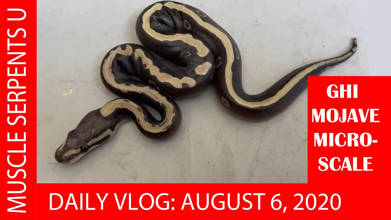 GHI MOJAVE MICROSCALE CLOWN GENENTICS! August 6, 2020