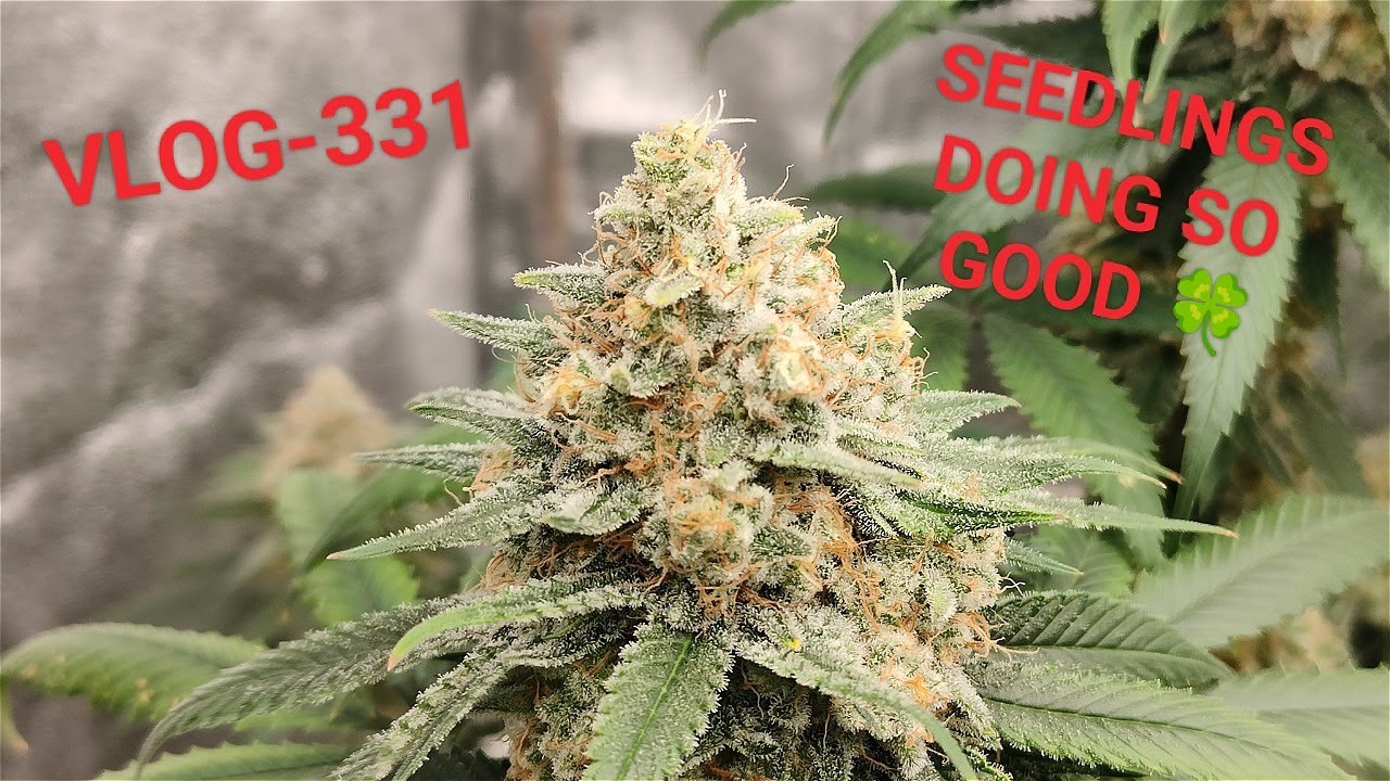 Gary Payton And Banana Punch, Doing So Nice VLOG NR 331