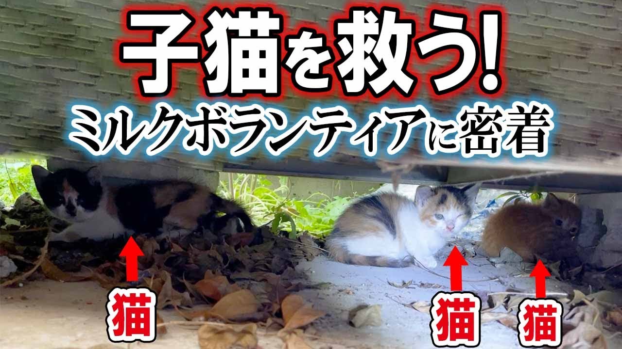 可愛さ満点！だけど、大変なミルクボランティア
