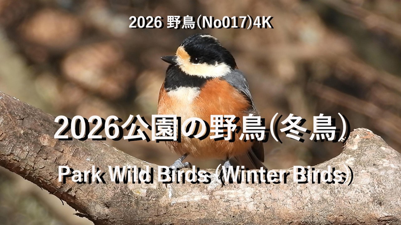 2026公園の野鳥(冬鳥)4K(No017) Park Wild Birds (Winter Birds)#野鳥