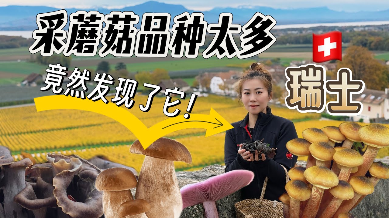 瑞士🇨🇭森林采蘑菇｜赚大方了！｜这么多牛肝菌、紫丁香黑喇叭竟然还有它！｜瑞士深秋太美了｜瑞士最美季节｜上帝的调色盘