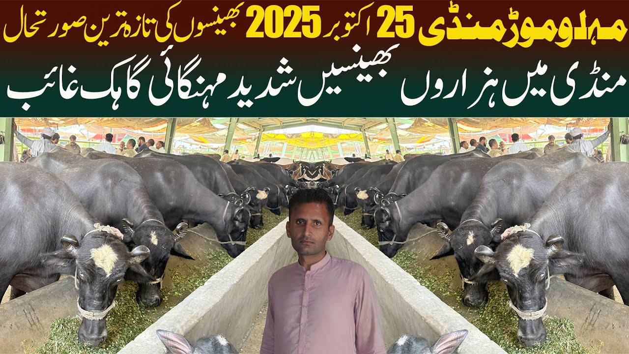 Today Malumor Mandi Jhang 24 October 2025 Update | Nili Ravi Buffalo | Buffalo Cattle Market Punjab 