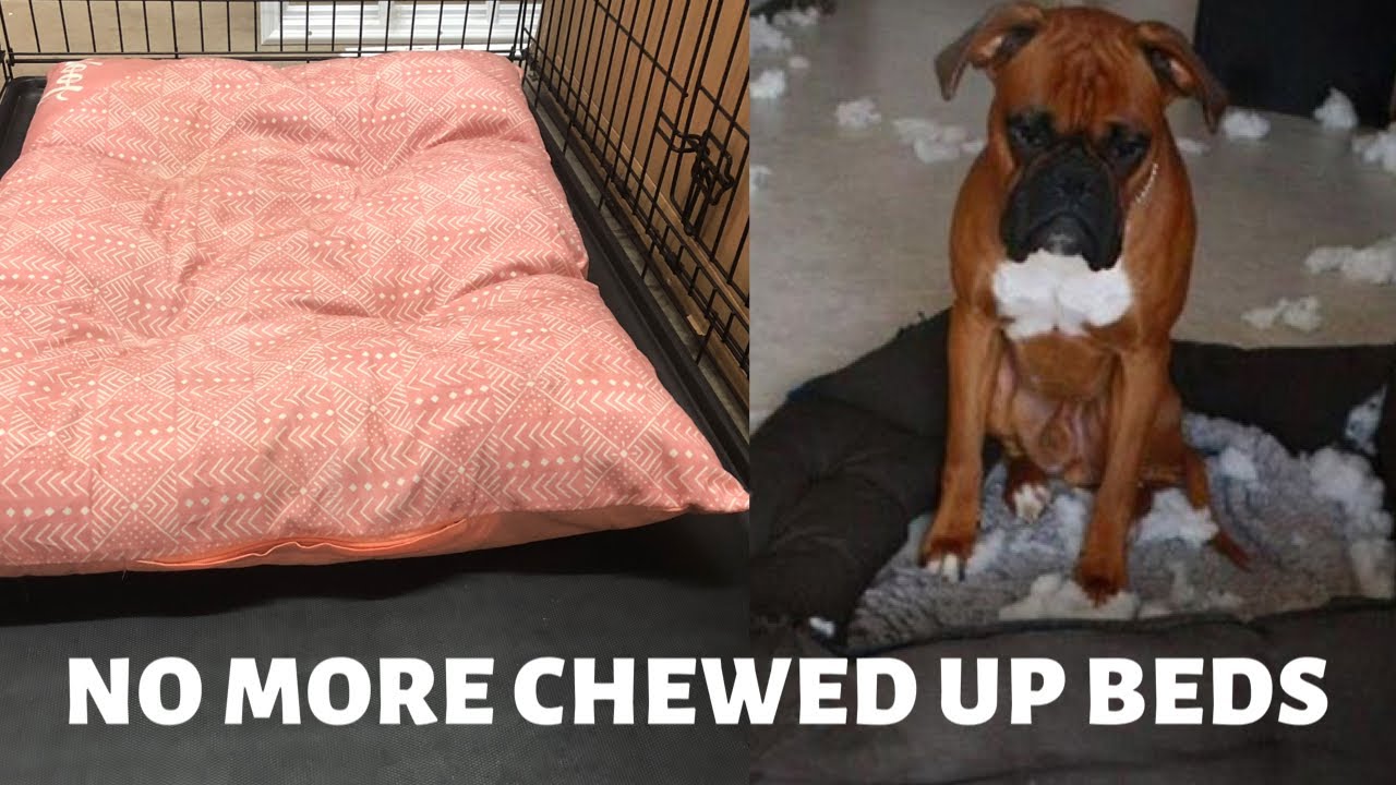 How to stop your dog from chewing up bed