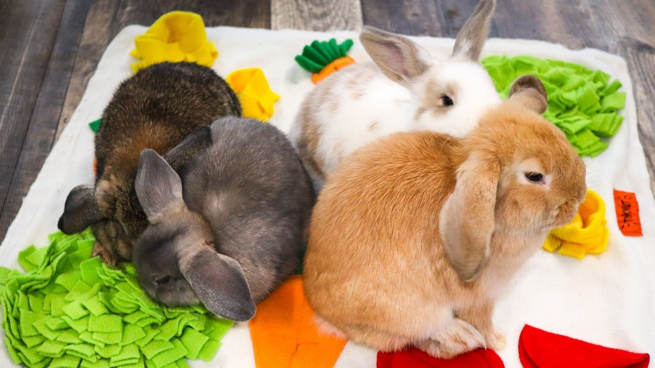 Baby Bunnies' LAST Playdate Together! 🧡 10-week-old Holland Lop Bunnies