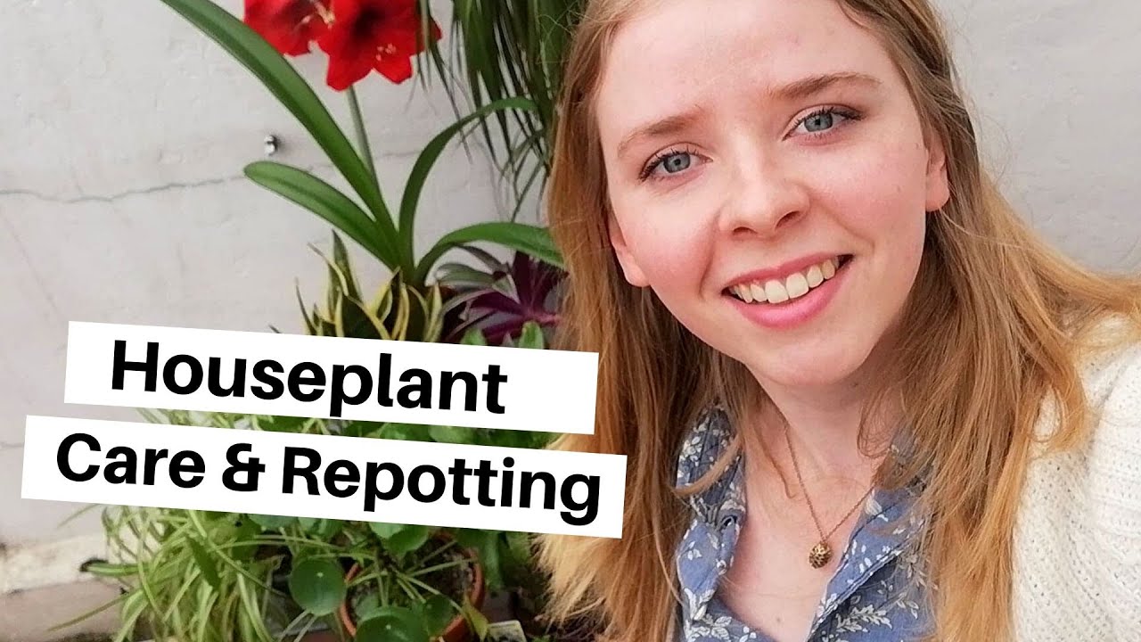 Houseplant Care + Repotting for Beginners! | Easy & low maintenance