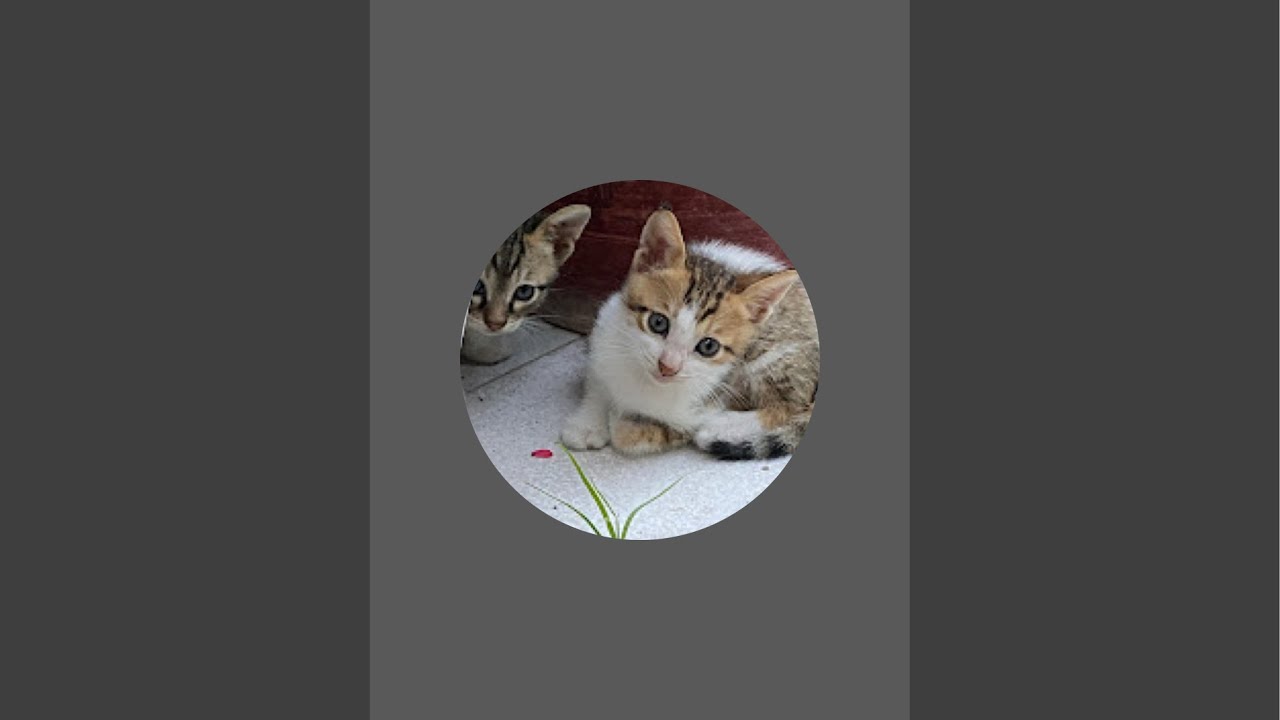 Cute Cat eating