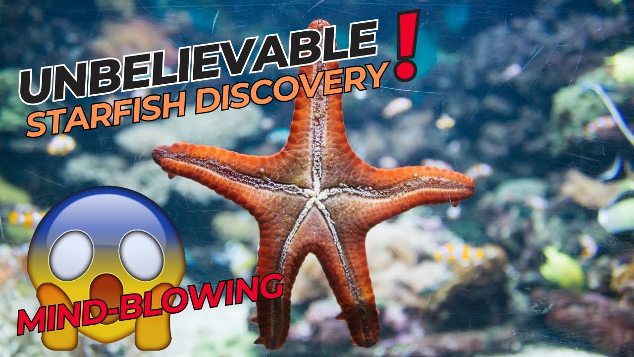 Creature with NO BRAIN NO BLOOD: Starfish #facts #starfish #seaanimals