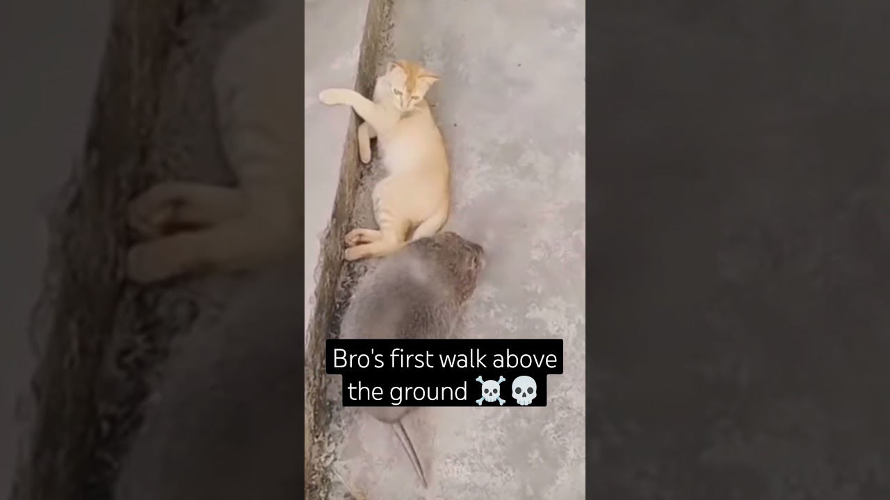 That's a Very Gigantic Rat I Saw Walk Above the Ground #shorts