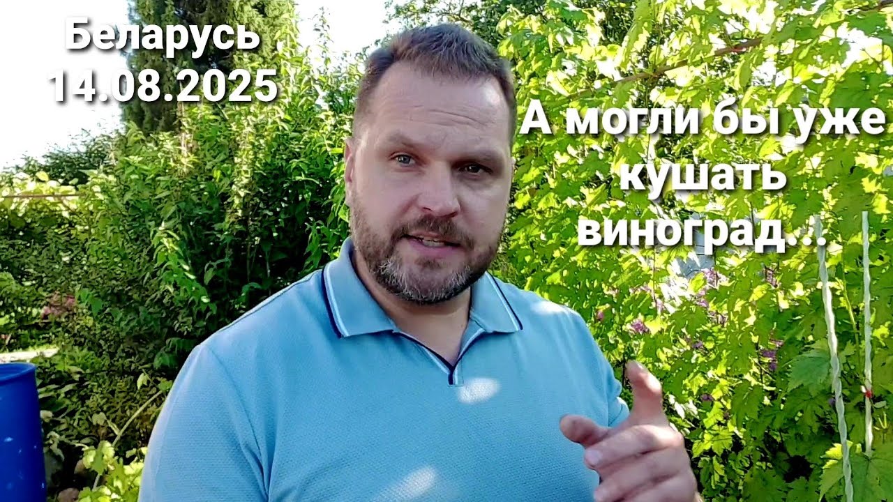 Отстаём, а как в предыдущие годы, могли бы уже кушать виноград! Беларусь 14.08.2025