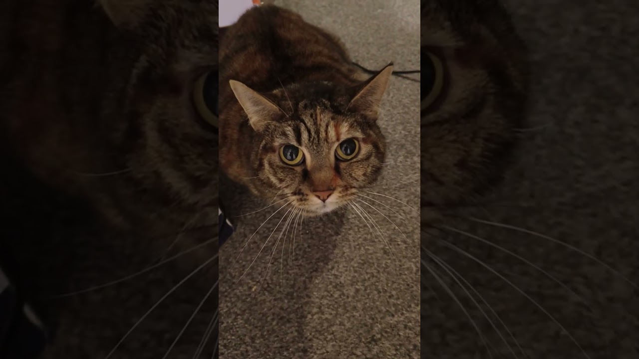 LITTLE BABY KITTEN 40 Days old