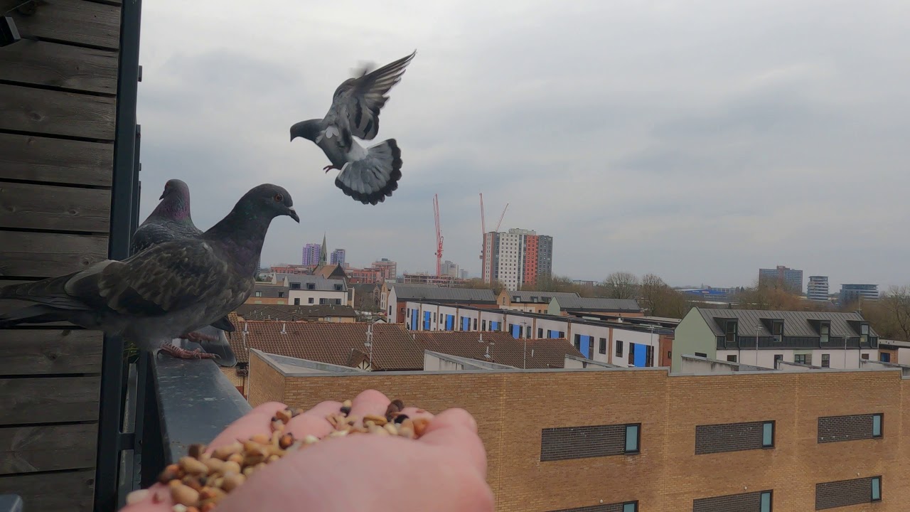 Pinky pigeon and other  pigeons eating seeds at my balcony
