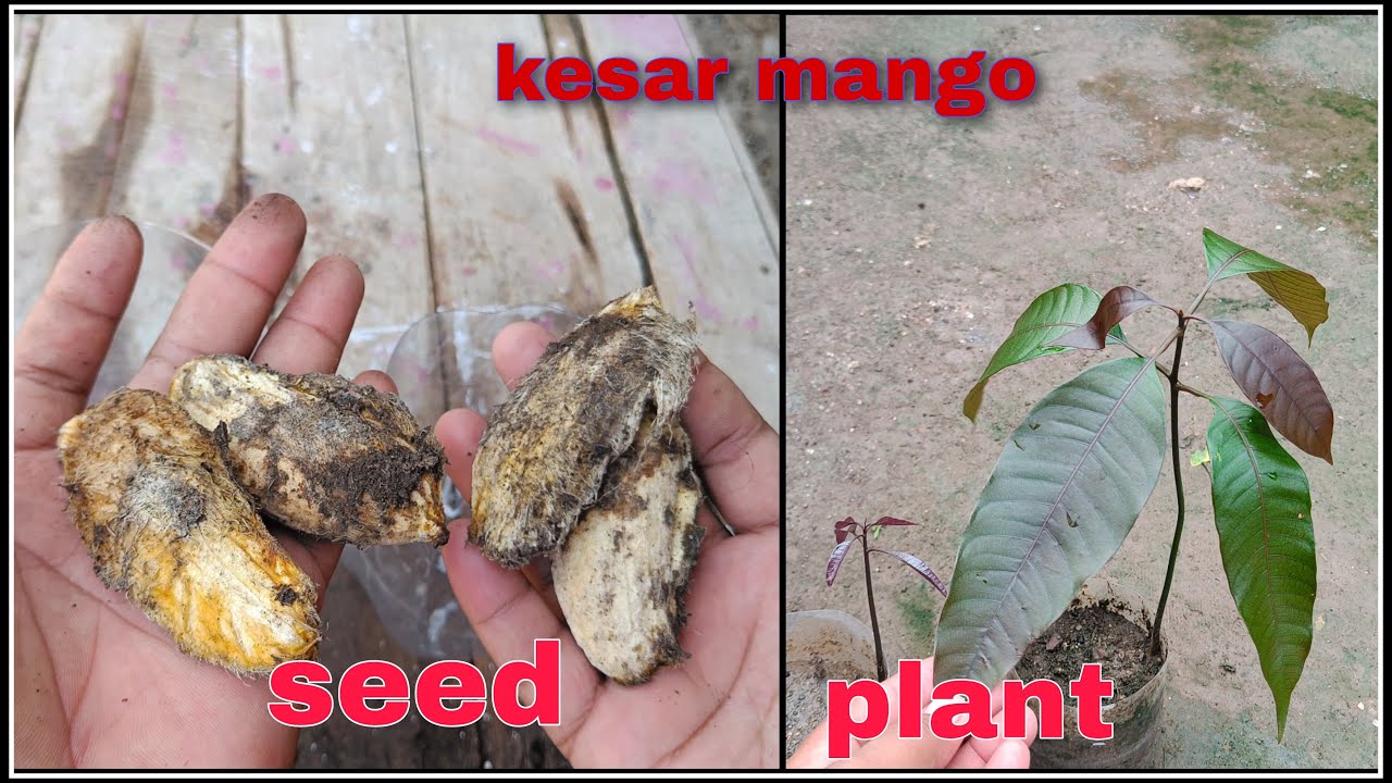 how to grow mango tree faster from seed  @gardenjugaad #gardenjugaad