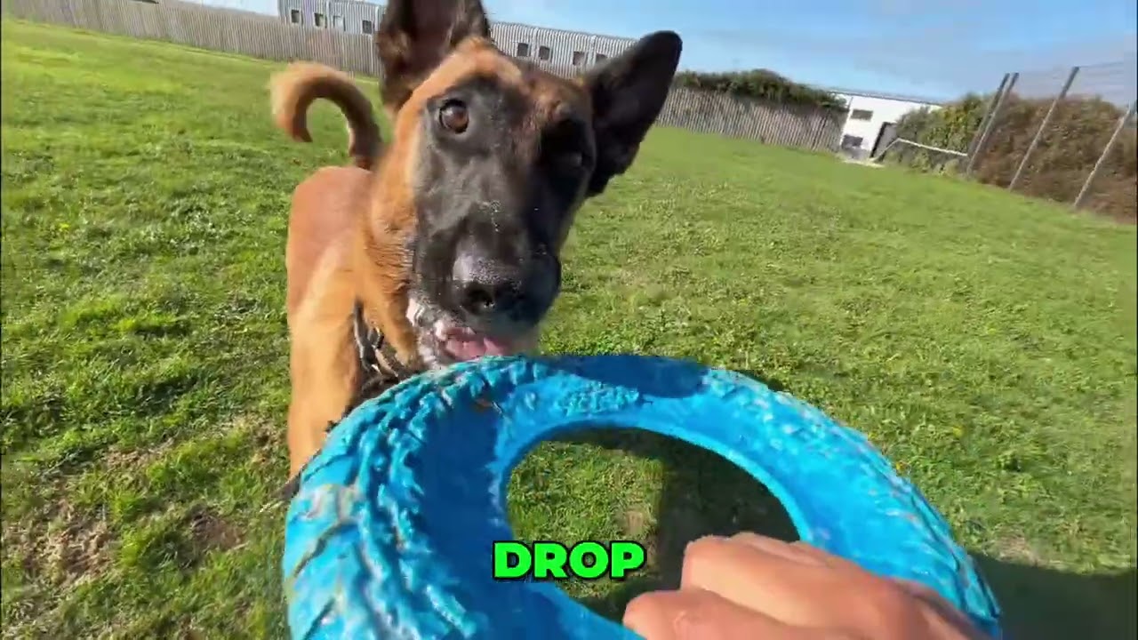 Dog Training: Drop, Bite, Spin & Viral Command Secrets!
