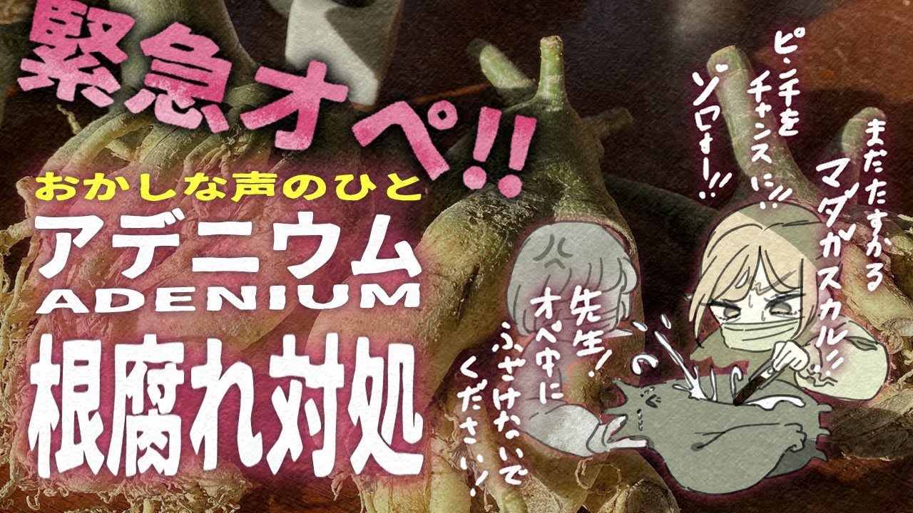 【作業】〜3年一緒だったアデニウムの根腐れ対処〜/塊根植物/観葉植物/
