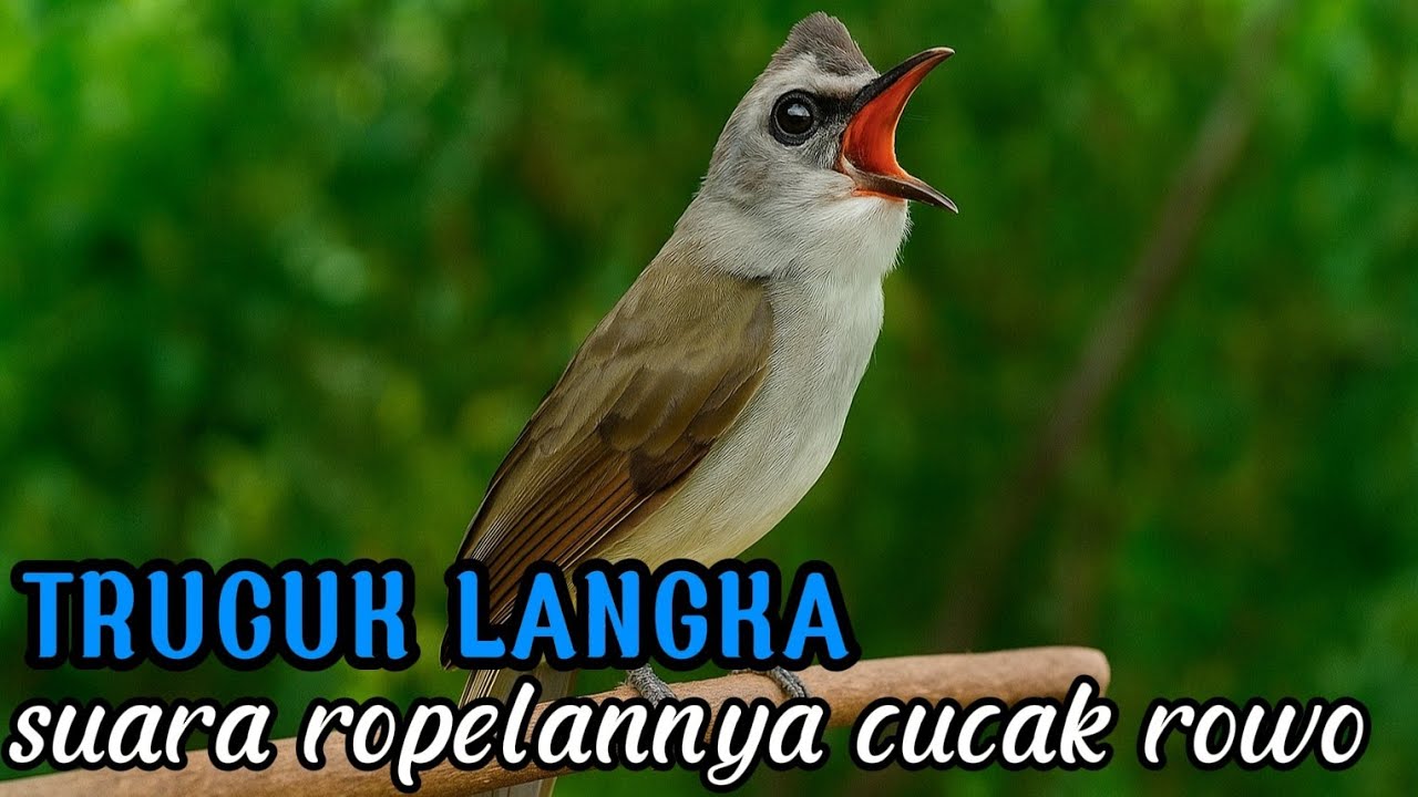 Trucuk langka ropelannya cucak rowo