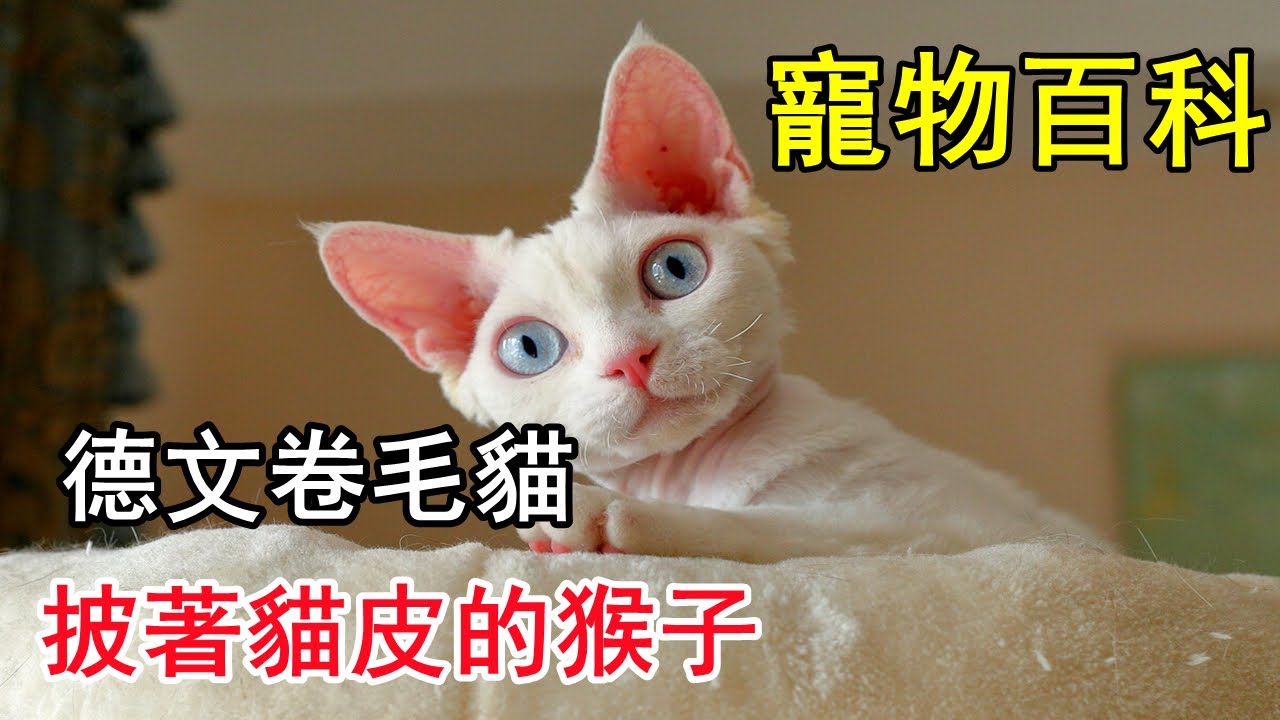 【德文卷毛貓】長得好看又不掉毛的夢中情貓（就是有點像猴子...）