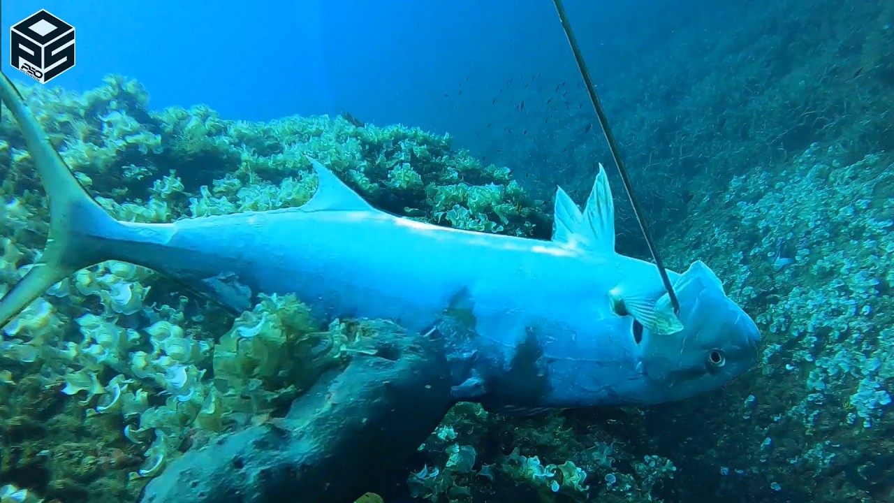 PESCASUB Dotto Enorme Ricciola Pesca subacquea Profonda