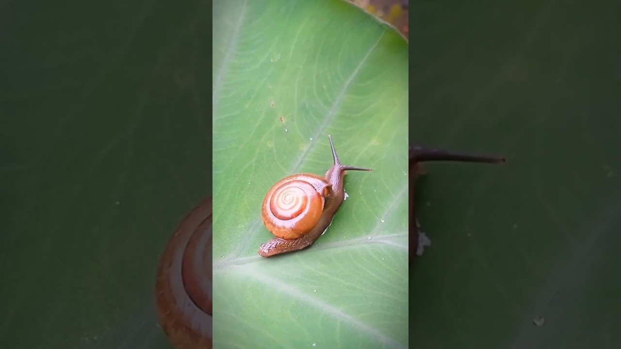 siput gepeng lucu sekali #siput #snail #snail #cute #animals