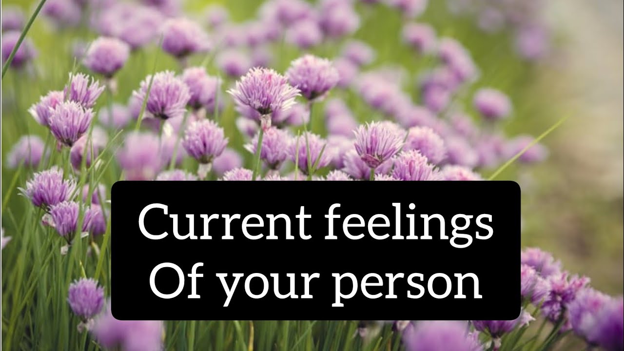 🌺🌺current feelings of your 🥰person❣️malayalam tarot card reading❣️timeless reading 🍂love reading😌