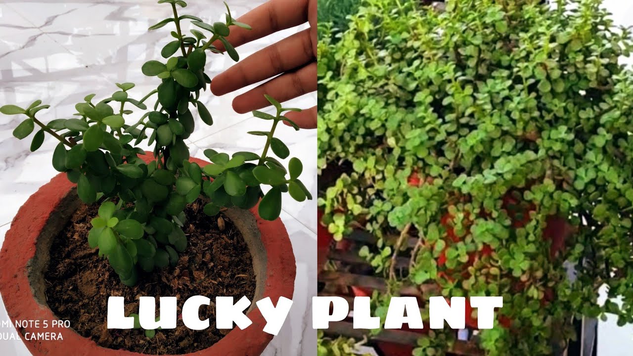 Jade plant care and how to grow jade plant from cutting