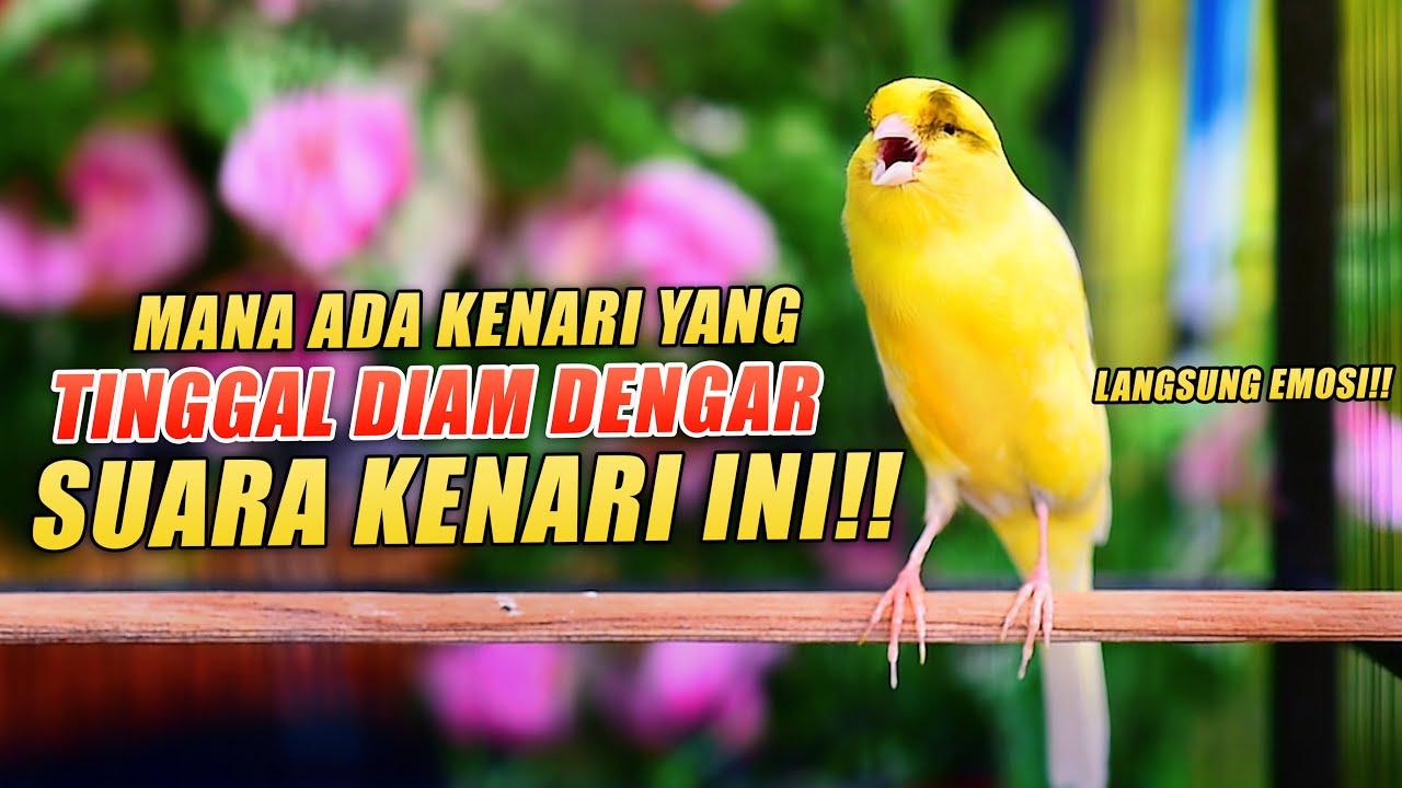 Kenari Gacor Panjang Cuit Cuit Ngerol Suara Serak, PANCINGAN TERAPI EFEKTIF Kenari PAUD cepat bunyi