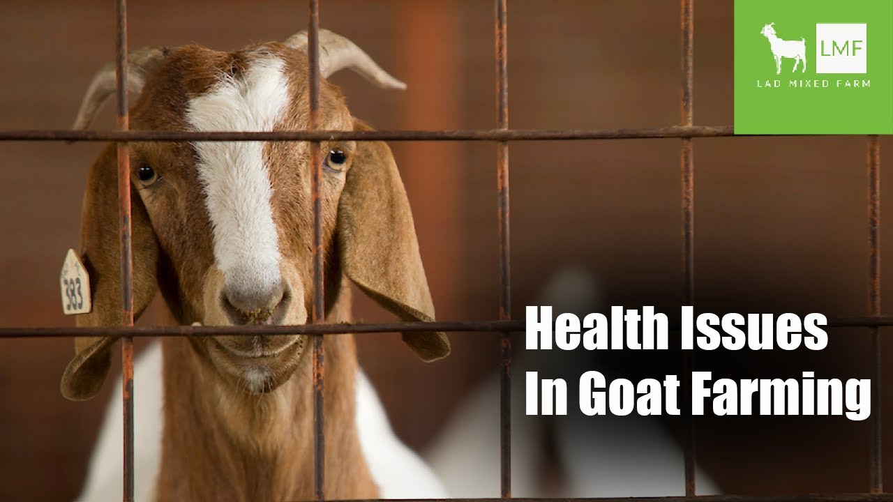 Common Health Issues In Goats