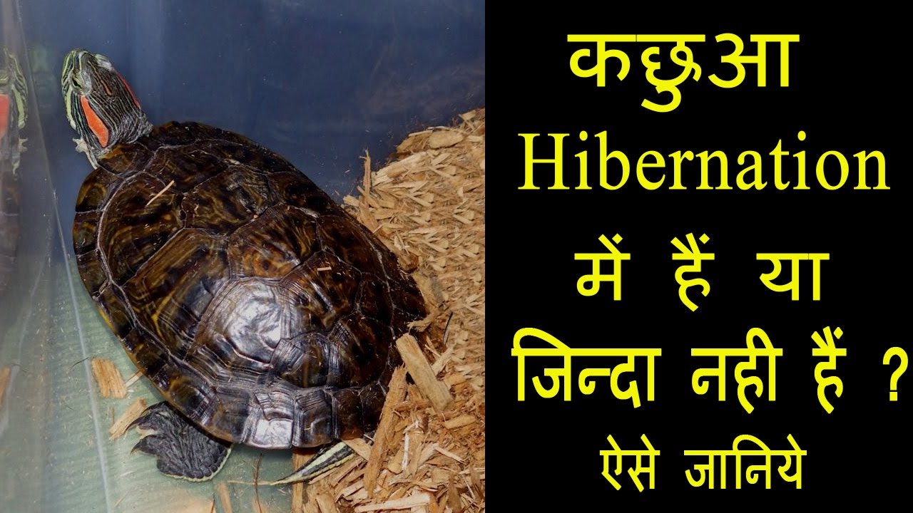 कछुआ Hibernation में हैं या Death हो चुकी हैं || ऐसे पता लगाये || Dr Nagender Yadav