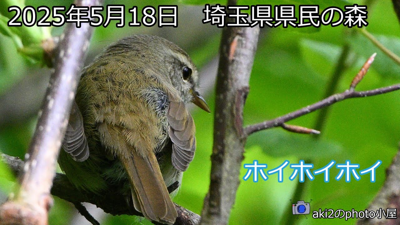 埼玉県県民の森2025年5月18日　クロツグミ・カラス・ミソサザイ・キビタキ・カワラヒワ他