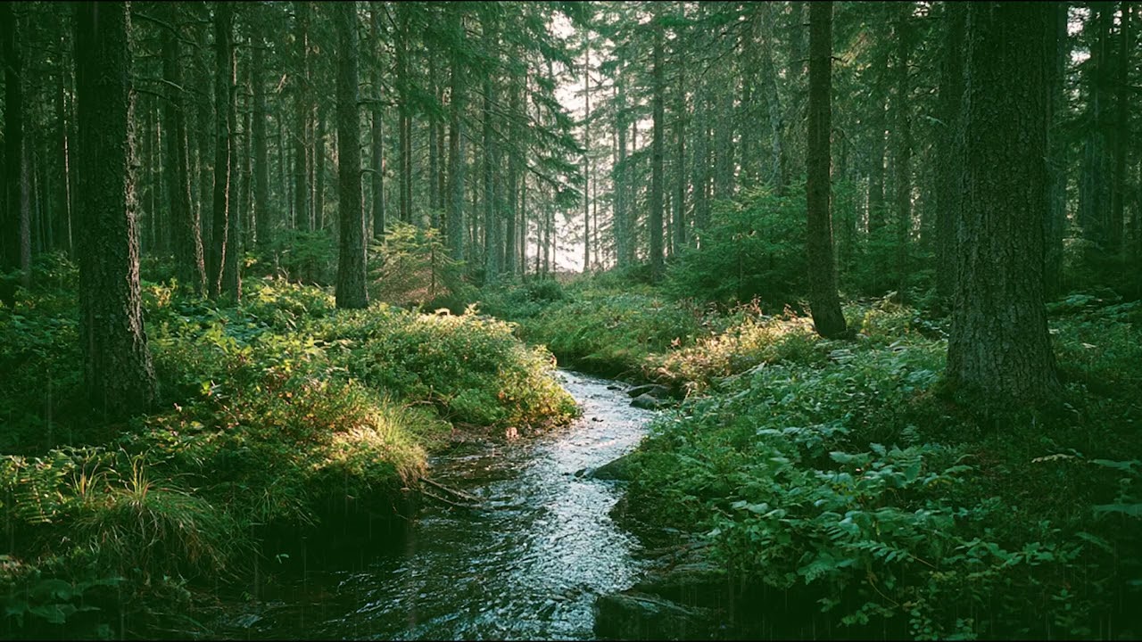 Relaxing Rain Sounds in a Forest | Deep Sleep, Stress Relief & Meditation