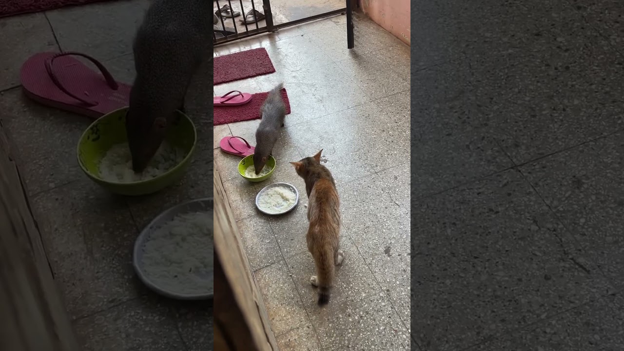 Mongoose and 🐈 #cat#youtube #youtubeshorts #youtuber #viralshorts
