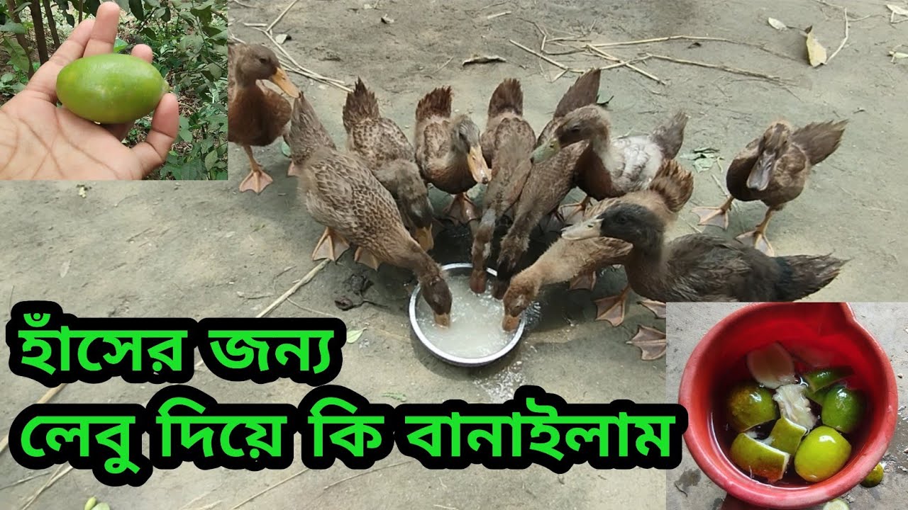 হাঁসের জন্য লেবু দিয়ে কি বানাইলাম | Sheikh Agro