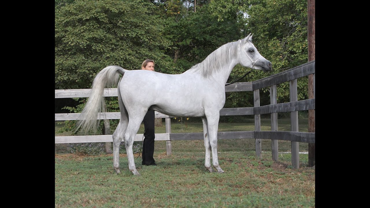 Faras Al Badia ( Ansata Sheikh Halim x Safina Al Badia ) Grey Straight Egyptian Arabian Stallion