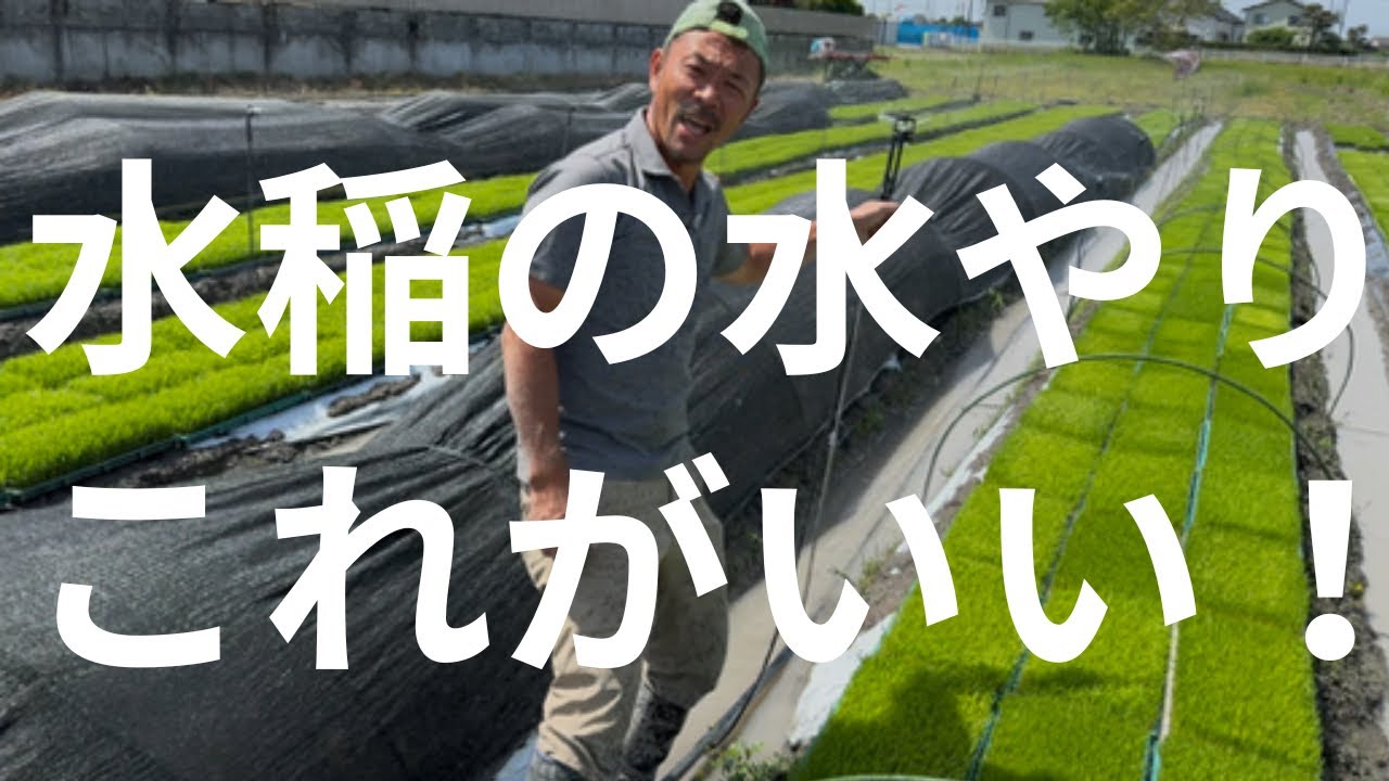 水稲の水やり　これを使うととても楽になりました！
