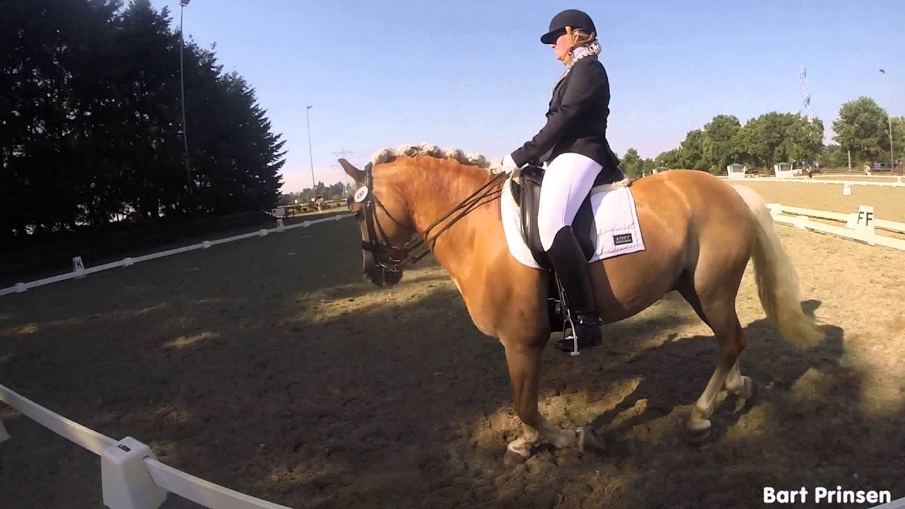 NHPS Haflinger Event 2015