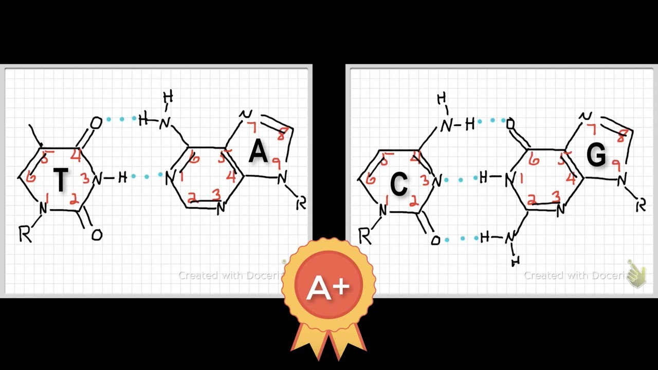 Basepair Geometry