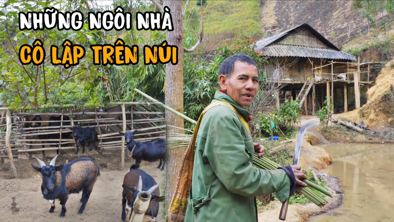 Rời xa thành phố những người đàn ông dựng nhà sống ẩn mình trong rừng trồng trọt chăn nuôi sinh tồn