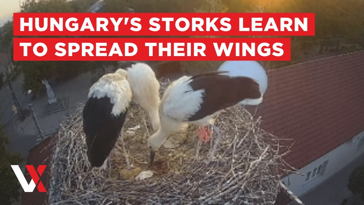 LIVE | Stork Chicks Learn To Fly From Nest In Hungary | VERTEX