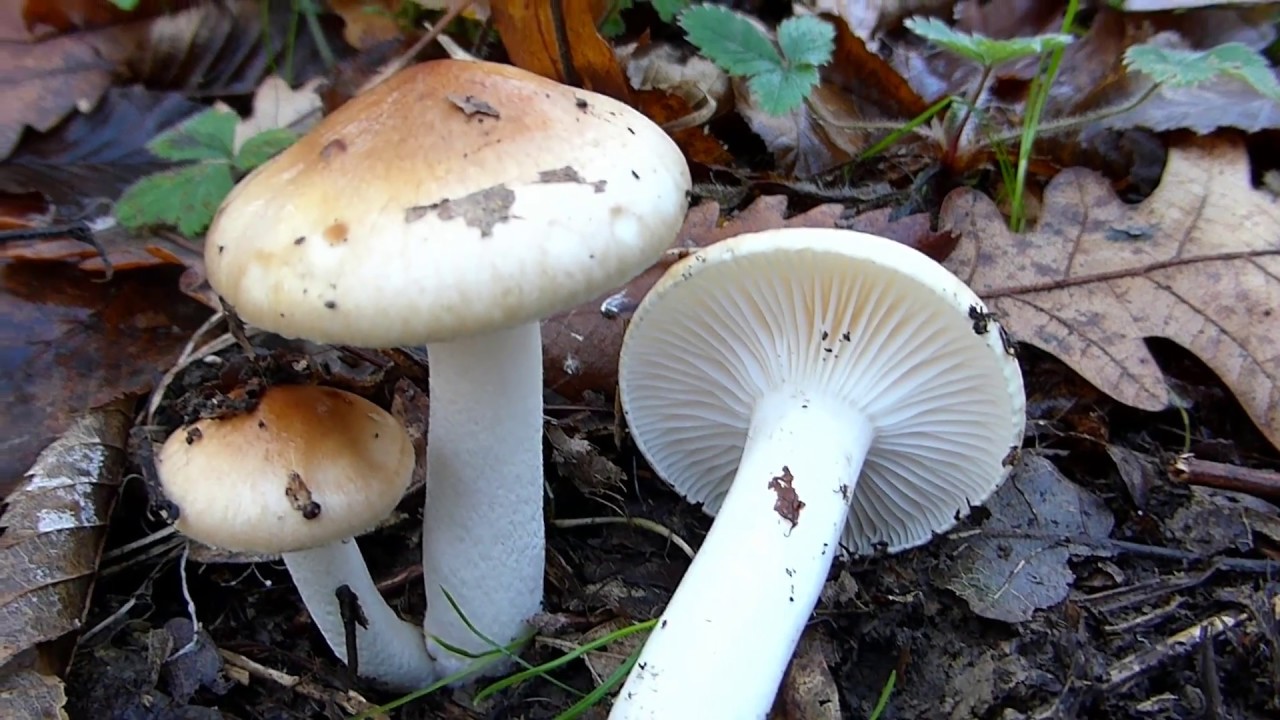 Blaga puževica - Hygrophorus arbustivus