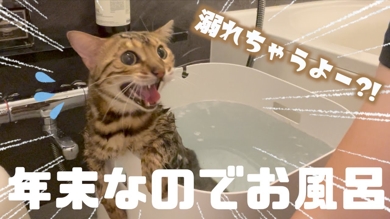 風呂嫌いのロゼを等身大の湯船に入れると大人しくなって可愛い！