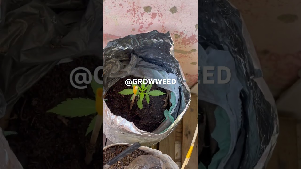 #GROWWEED, SKANK, COL&Ocirc;MBIAGOLD, CANNABIS, CULTIVO, MACONH4A,