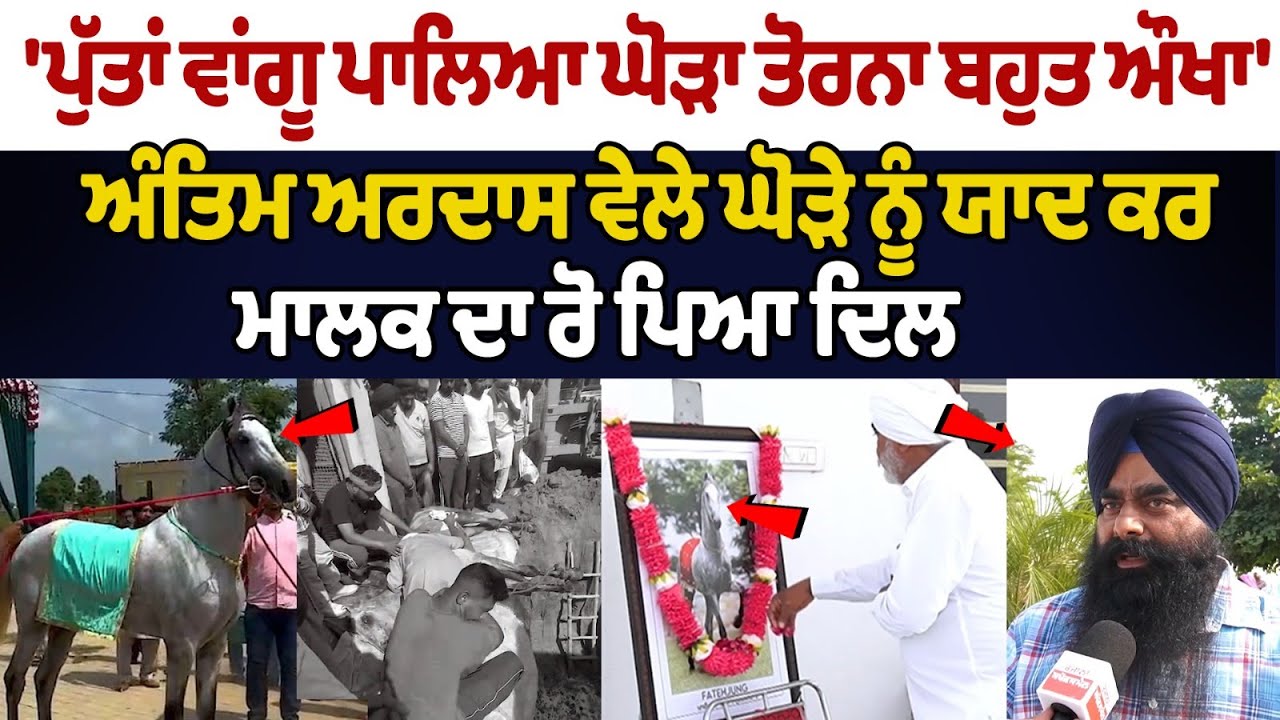 Bhog ceremony to celebrate love for his horse that died in Khasi Kalan village Ludhiana|Fateh Jung