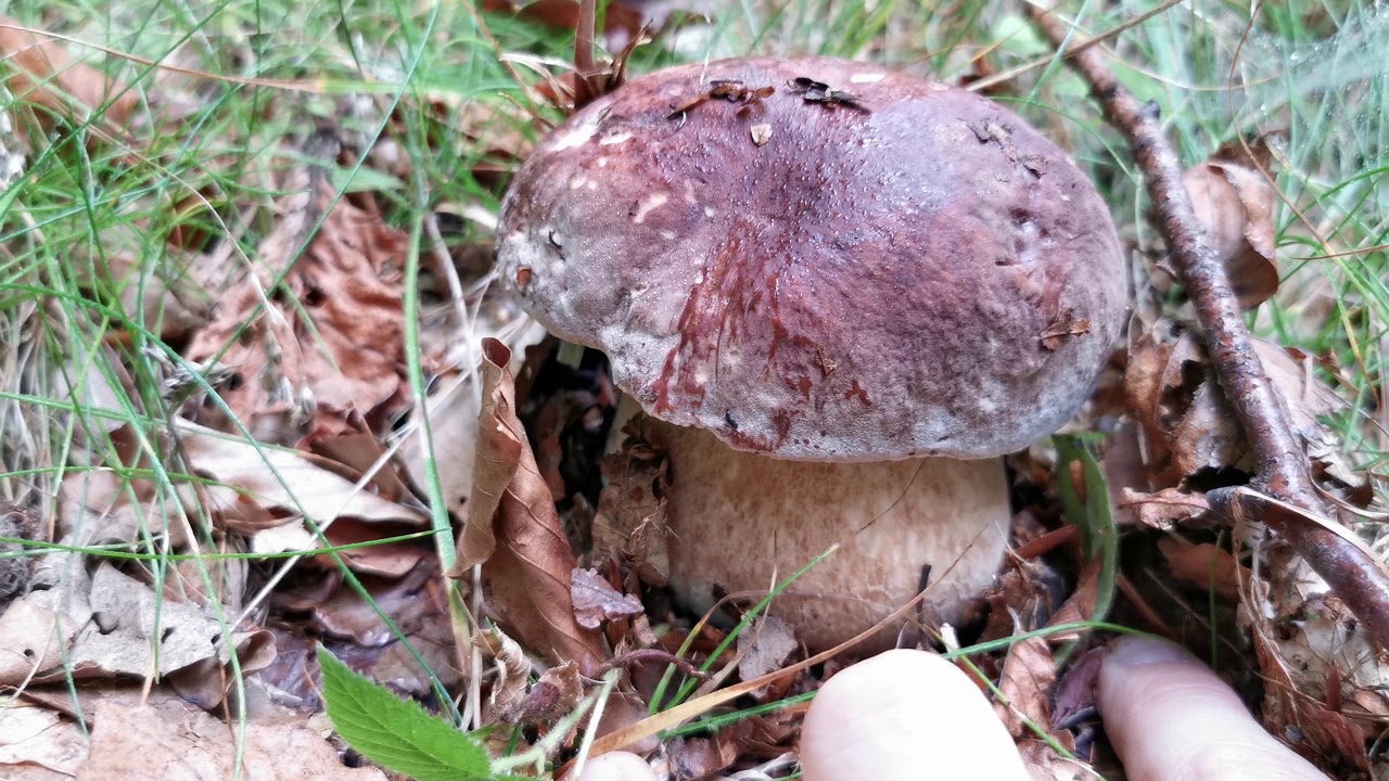 Porcini | La fungaia di Boletus pinophilus