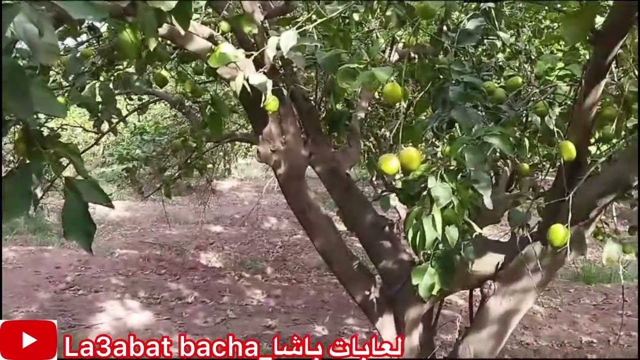 عشية من داكشي الرفيع مع لعابات باشا في الطبيعة 🔥