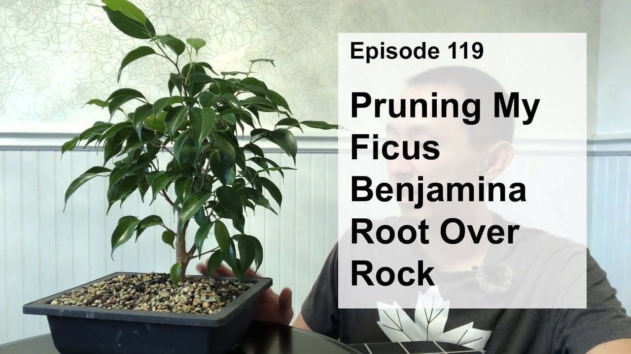 Episode 119, Pruning My Ficus Benjamina Root Over Rock