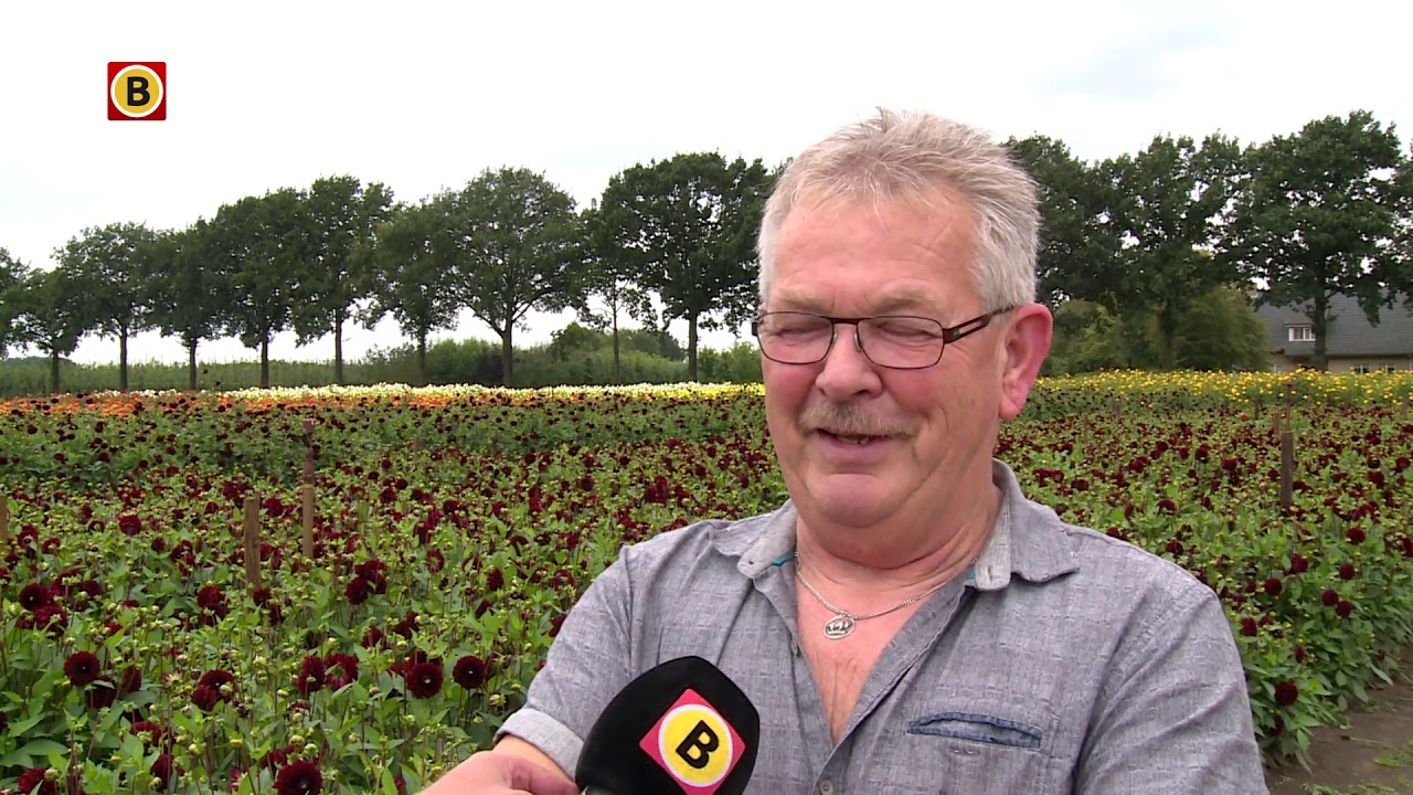 Géén tekort aan dahlia’s voor het bloemencorso van zondag in Zundert