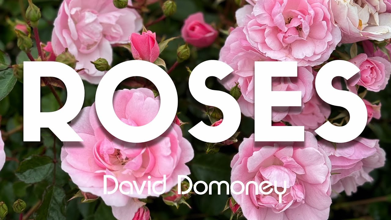 What Makes Roses So Special? Find Out!