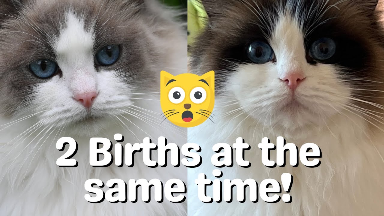 Ragdoll Cat Gives Birth to Cute Ragdoll Kittens 🐱 2 BIRTHS!