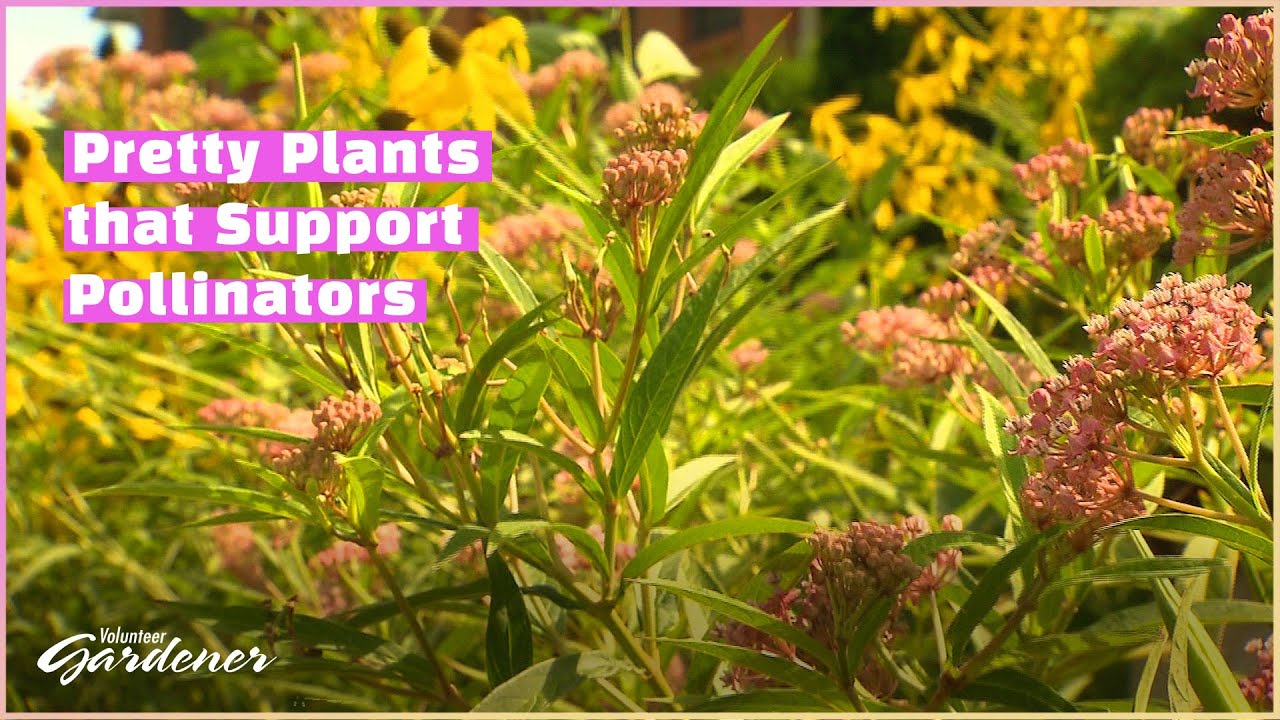 Pollinator and Wildlife Friendly Landscape | Volunteer Gardener
