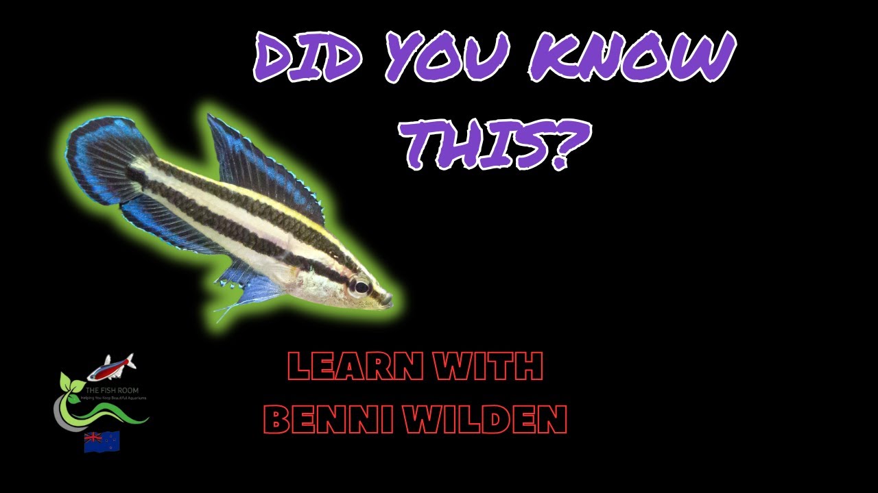 How Botanicals Can Transform Licorice Gourami Markings: With Benni From The Parosphromenus Project