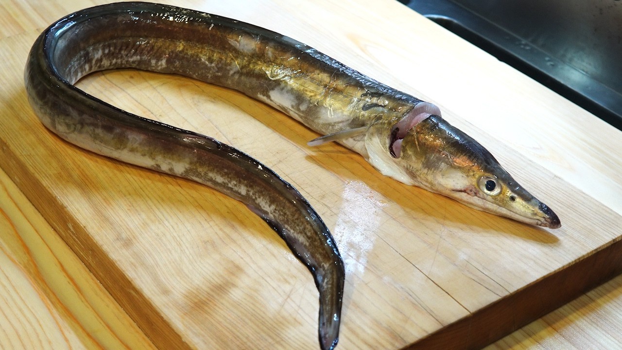 高級魚ハモをご家庭で極上フライに！プロ直伝の捌き方・骨切りの全テクニック